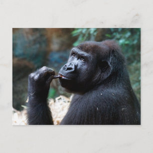 Highland Gorilla - Picking Teeth Postcard