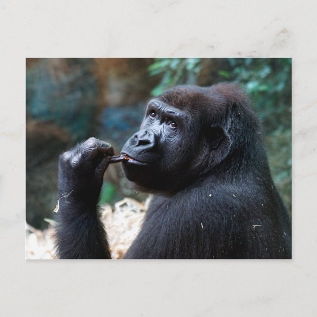 Highland Gorilla - Picking Teeth Postcard (Front)