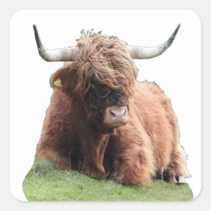 Highland "Moo" Cow Square Sticker