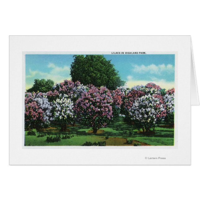 Highland Park Lilacs in Bloom (Front Horizontal)