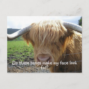 Highland Steer Funny Postcard
