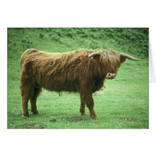 Highland Steer, Island of Mull, Inner