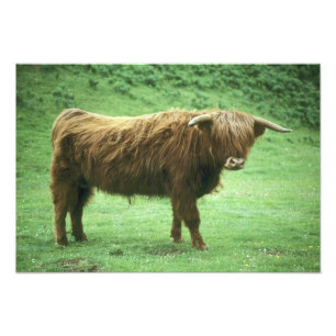 Highland Steer, Island of Mull, Inner Photo Print