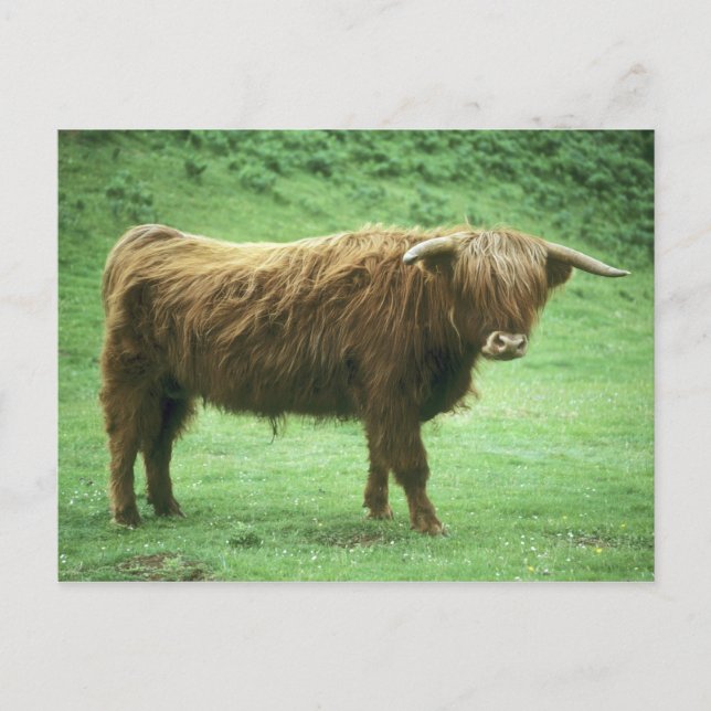 Highland Steer, Island of Mull, Inner Postcard (Front)