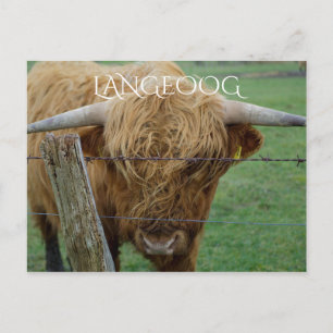 Highland Steer, Langeoog Island, Frisian Islands Postcard