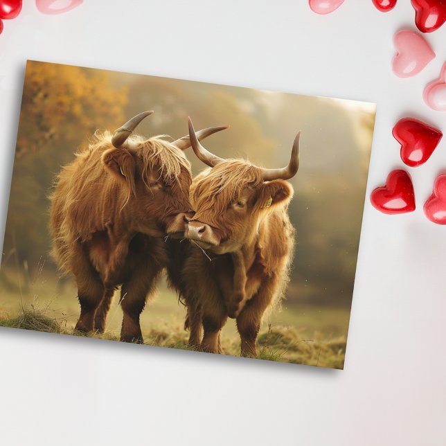 Highland Vaches in love Carte postale (Créateur téléchargé)