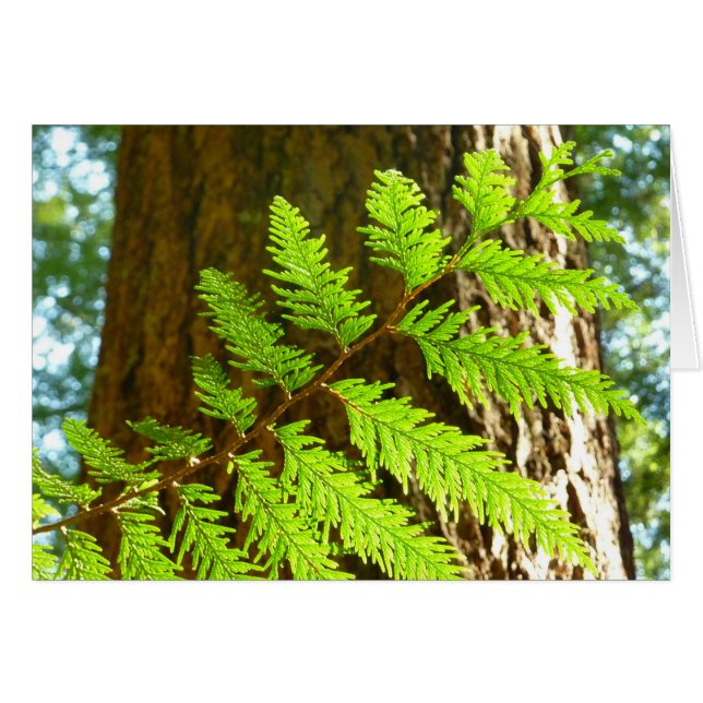 Highlights of a Redwood Tree Botanical (Front Horizontal)