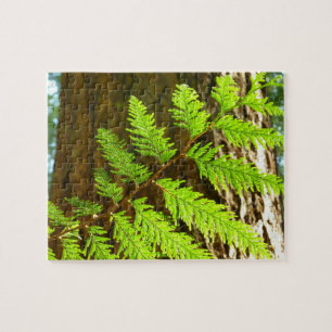 Highlights of a Redwood Tree Botanical Jigsaw Puzzle