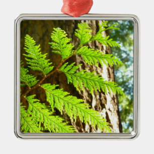 Highlights of a Redwood Tree Botanical Metal Ornament