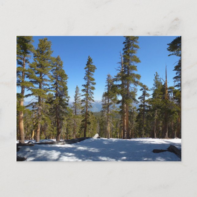 Hiking Down from Mitchell Peak at Sequoia Postcard (Front)