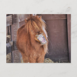 Hilarious Horsey Postcard