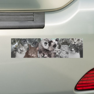 Hilarious Silly Cat Expression Collage Bumper Sticker
