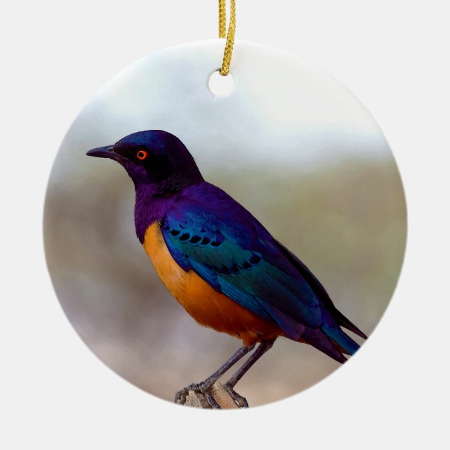 Hildebrandt's Starling Lamprotornis Hildebrandti Ceramic Ornament (Front)