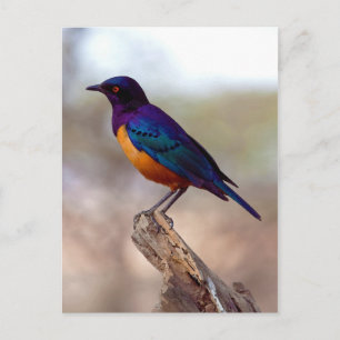 Hildebrandt's Starling Lamprotornis Hildebrandti Postcard