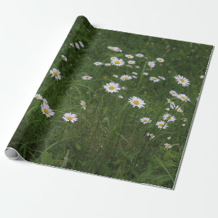 Hill of Daisies Wrapping Paper