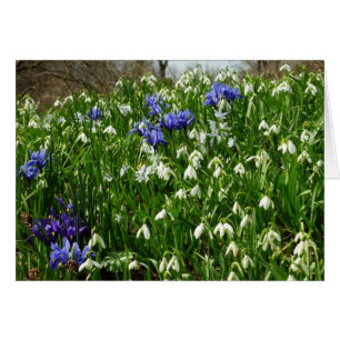 Hillside of Early Spring Flowers Landscape