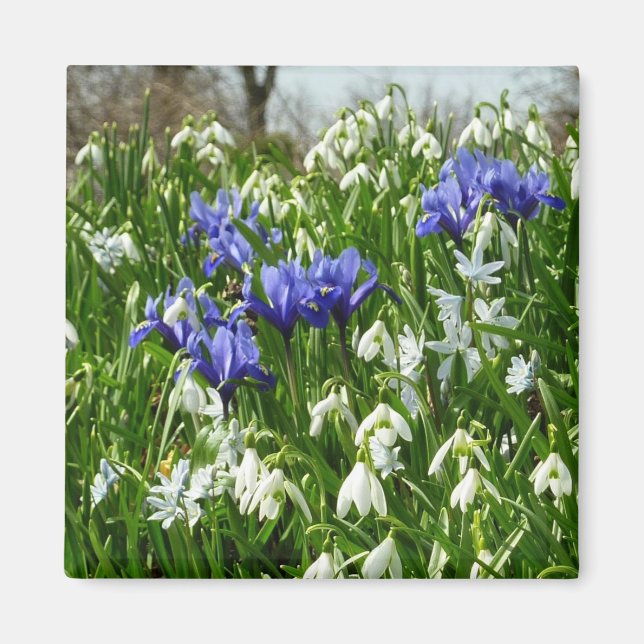 Hillside of Early Spring Flowers Landscape Magnet (Front)