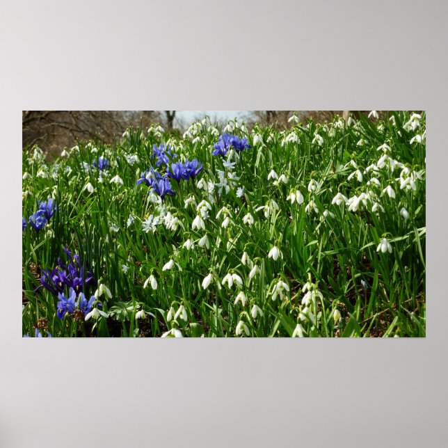 Hillside of Early Spring Flowers Landscape Poster (Front)