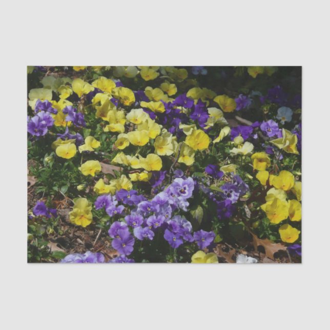 Hillside of Purple and Yellow Pansies Tissue Paper (Front)