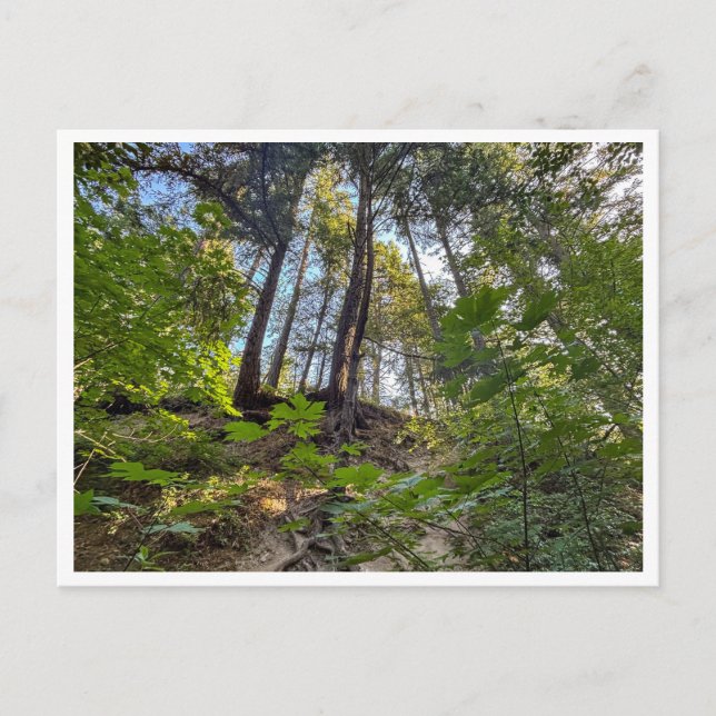 Hillside Postcard (Front)