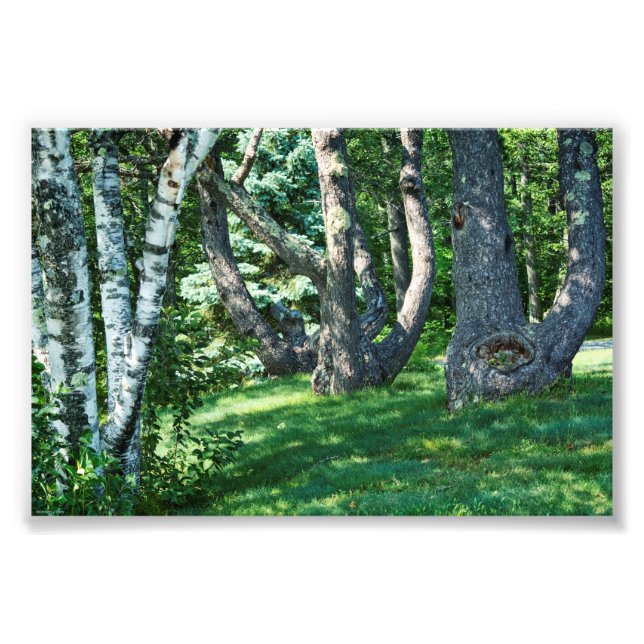 Hillside Trees Photo Print (Front)