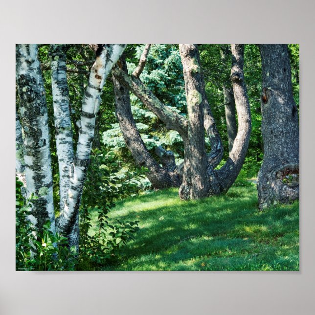Hillside Trees Poster (Front)