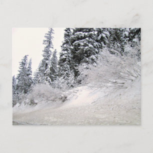 Hillside with pine trees covered with snow postcard