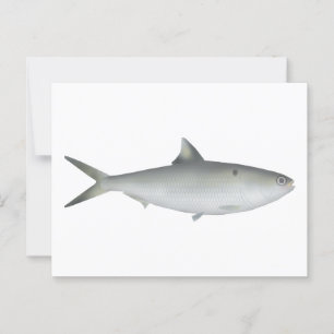 Hilsa Shad Postcard