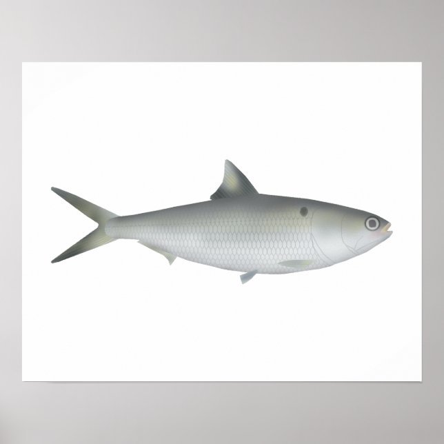 Hilsa Shad Poster (Front)