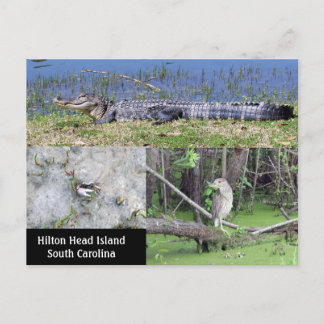 Hilton Head SC Native Wildlife Postcard
