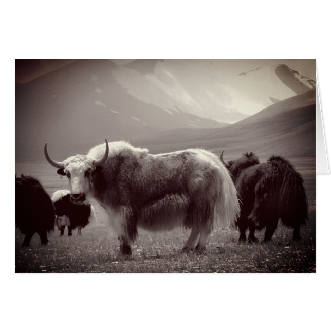 Himalaya Yaks, Montagnes, Ladakh et Tibet (Devant horizontal)