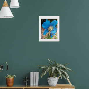 Himalayan Blue Poppy Floral Poster