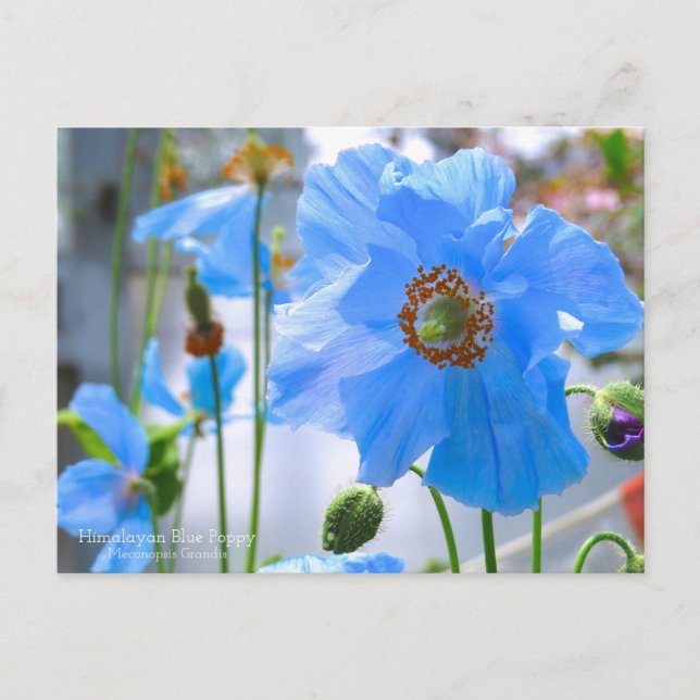 Himalayan Blue Poppy：Postcard Postcard (Front)