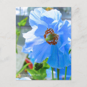 Himalayan Blue Poppy：Postcard Postcard