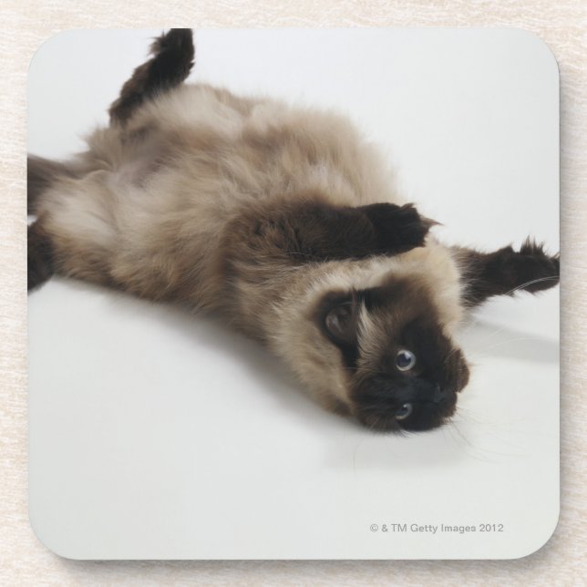 Himalayan Cat Lying on his Back Coaster (Front)