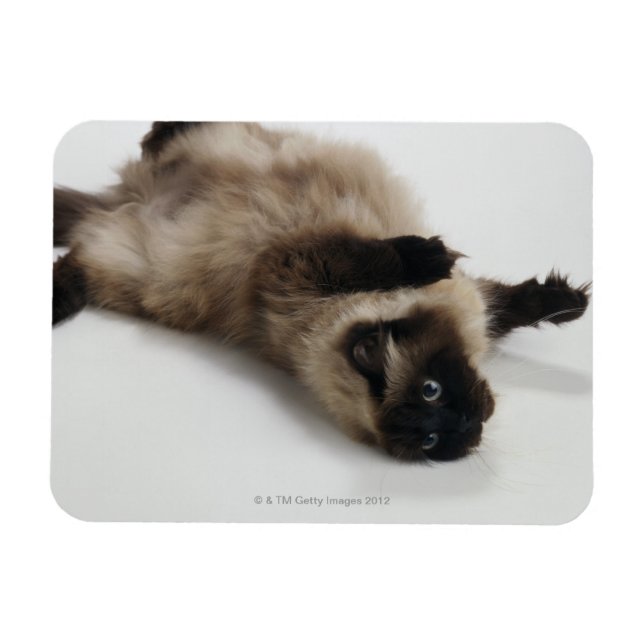 Himalayan Cat Lying on his Back Magnet (Horizontal)