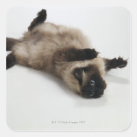 Himalayan Cat Lying on his Back