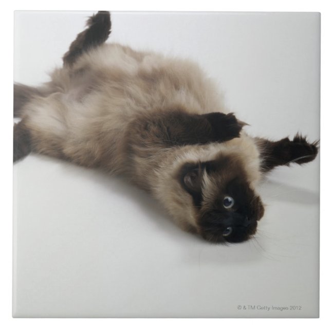 Himalayan Cat Lying on his Back Tile (Front)