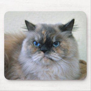 Himalayan Cat with Blue Eyes Mouse Pad