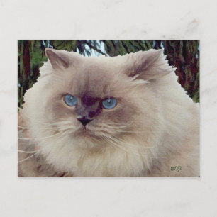 Himalayan Persian Cat Postcard