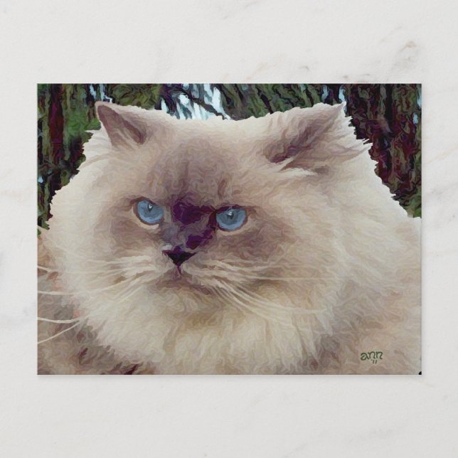 Himalayan Persian Cat Postcard (Front)