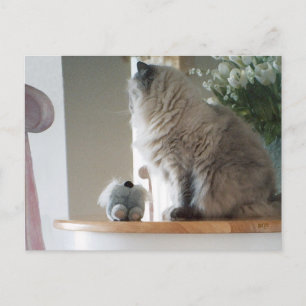 Himalayan Persian Cat Postcard