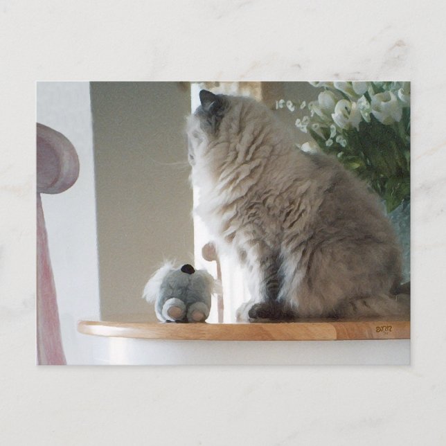 Himalayan Persian Cat Postcard (Front)