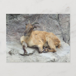 Himalayan Tahr Postcard