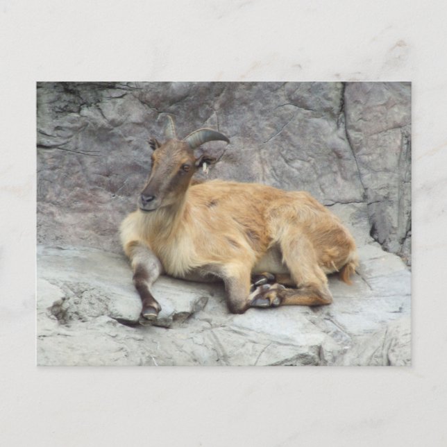 Himalayan Tahr Postcard (Front)