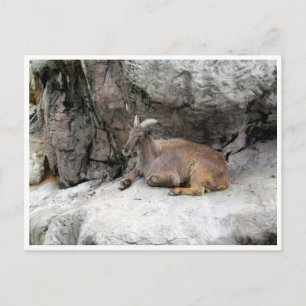 himalayan tahr postcard