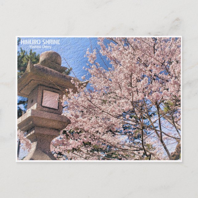 Himuro Shrine (Yoshino Cherry) ポストカード Postcard (Front)