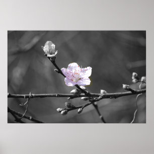 Hint of Pink Cherry Blossom Poster