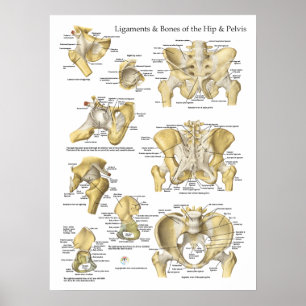 Hip and Pelvis Ligaments Bones Anatomy Chart