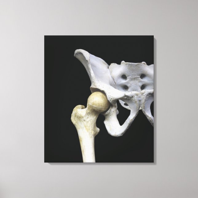 Hip Articulation to the Pelvis Canvas Print (Front)